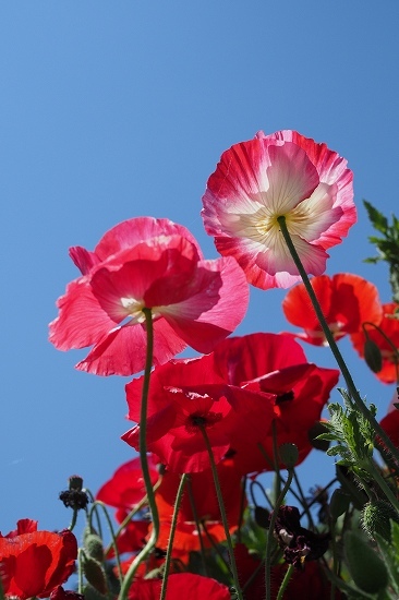 昭和記念公園のお花_e0348392_16471687.jpg