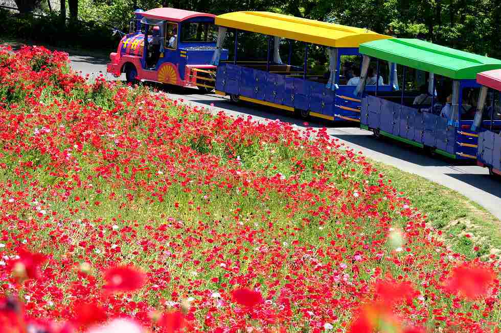 昭和記念公園のお花_e0348392_16472759.jpg