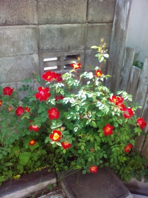 f0226598_15462122.jpg