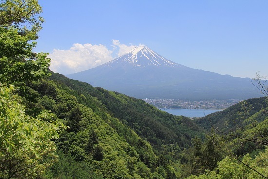 三つ峠山５月・・若葉の季節に映える白い花_a0158702_17522773.jpg