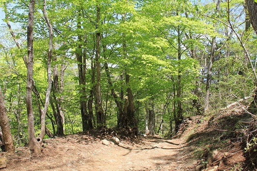 三つ峠山５月・・若葉の季節に映える白い花_a0158702_17531615.jpg