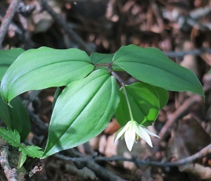 三つ峠山５月・・若葉の季節に映える白い花_a0158702_17533778.jpg