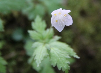 三つ峠山５月・・若葉の季節に映える白い花_a0158702_17535933.jpg