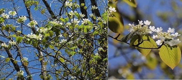 三つ峠山５月・・若葉の季節に映える白い花_a0158702_17551986.jpg