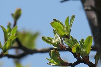 a0158702_17583218.jpg
