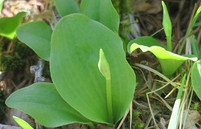 三つ峠山５月・・若葉の季節に映える白い花_a0158702_17585793.jpg