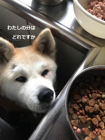 山吹さんの家族探しを始めます♪_f0242002_10130778.jpg