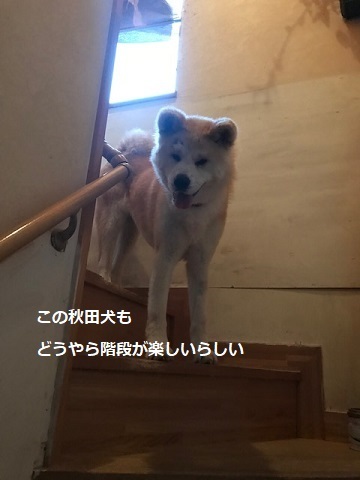 山吹さんの家族探しを始めます♪_f0242002_10344228.jpg