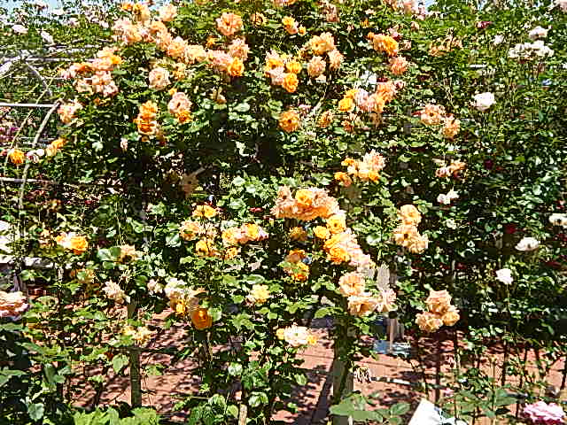 b0352112_23534858.jpg