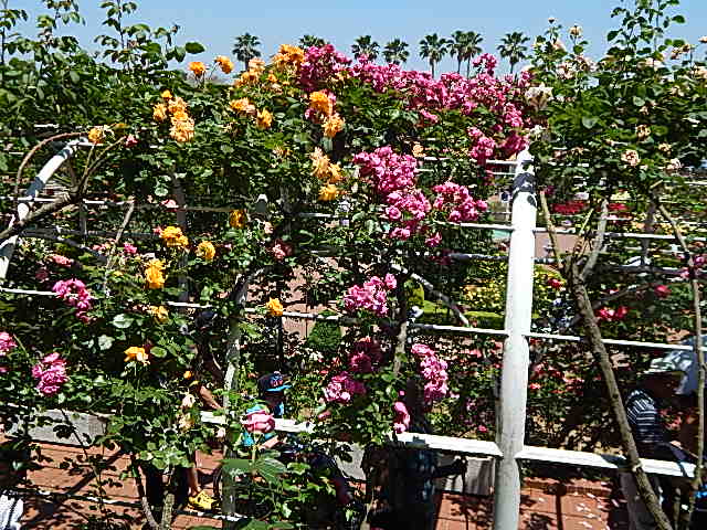 b0352112_2354498.jpg
