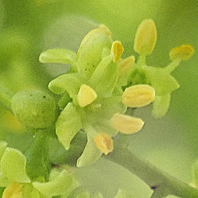 ハゼノキの雄花 樹木見て歩き ハゼノキの雄花 樹木見て歩き