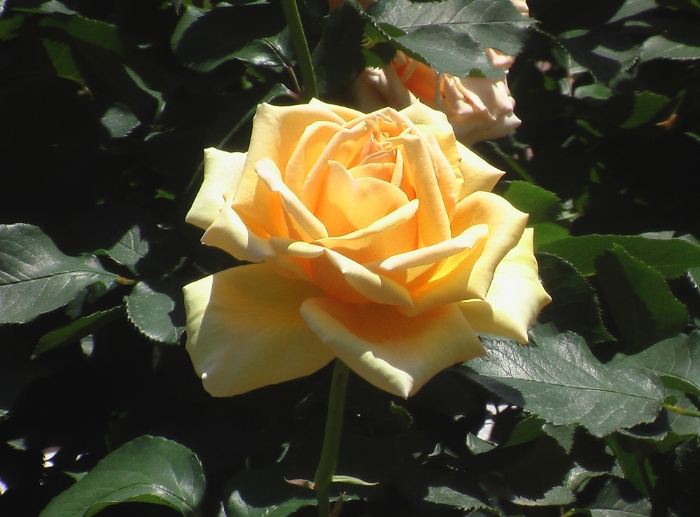 c0335218_11203715.jpg