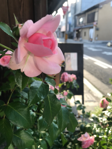 開花 Blooming〜花にかこまれて_e0103327_10524701.jpg