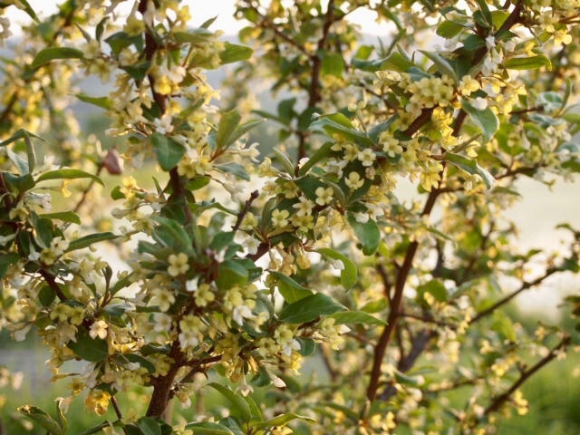 グミの花の香り い ろ は の か な ん