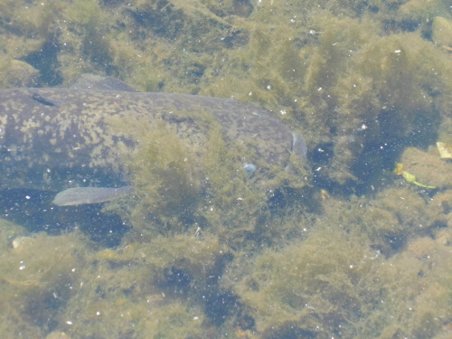 c0338136_21302580.jpg