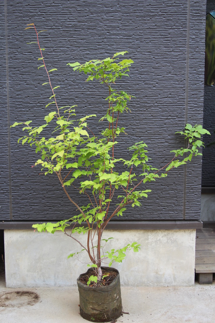 ナツハゼ ナツハゼ 本株立ち 夏櫨 実付き 販売 画像 写真 価格 値段 庭木 安行 植木 お問合せ商品 田中園 Shop Tanakaen Jp Web Magazine