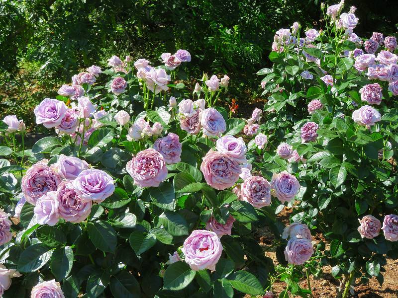 満開の「バラ園」④（植物園）20190523_e0237645_10264356.jpg
