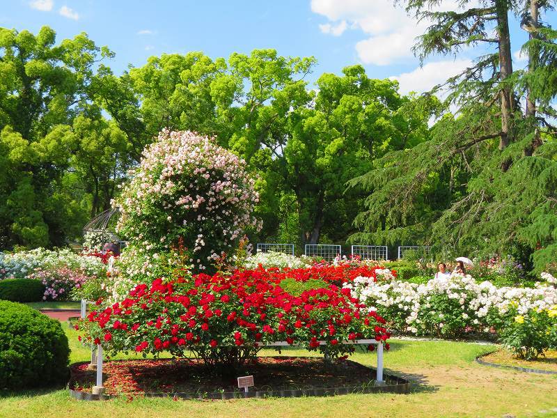 満開の「バラ園」④（植物園）20190523_e0237645_10264388.jpg