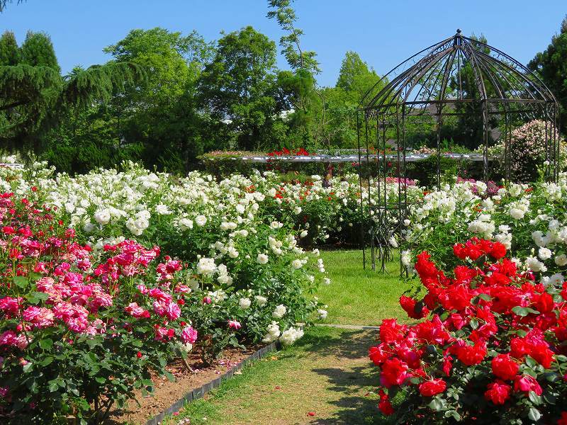満開の「バラ園」④（植物園）20190523_e0237645_10264461.jpg