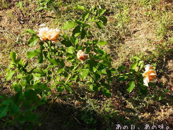 a0305046_09530626.jpg