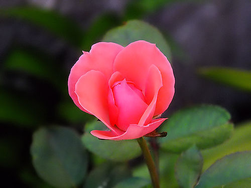 薔薇、みっつ_e0413146_11070652.jpg