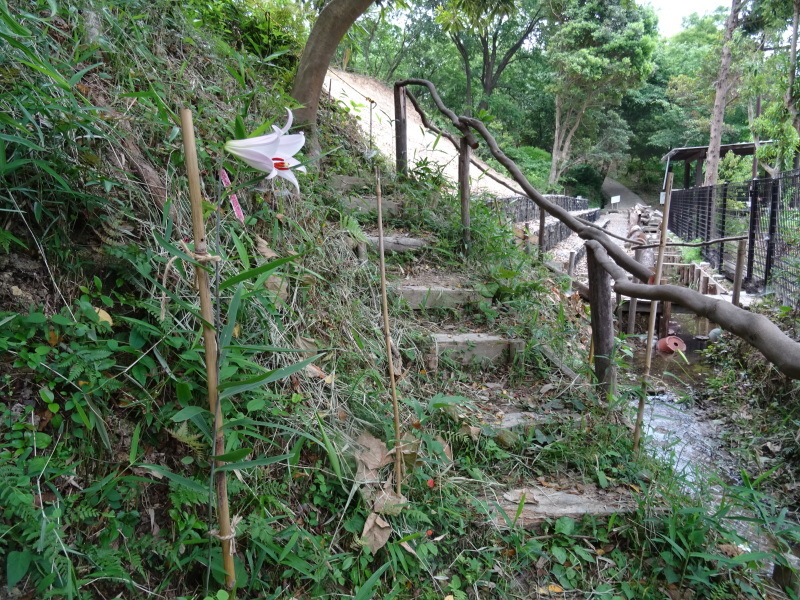 うみべの森「ササユリ便り」②_c0108460_18451866.jpg