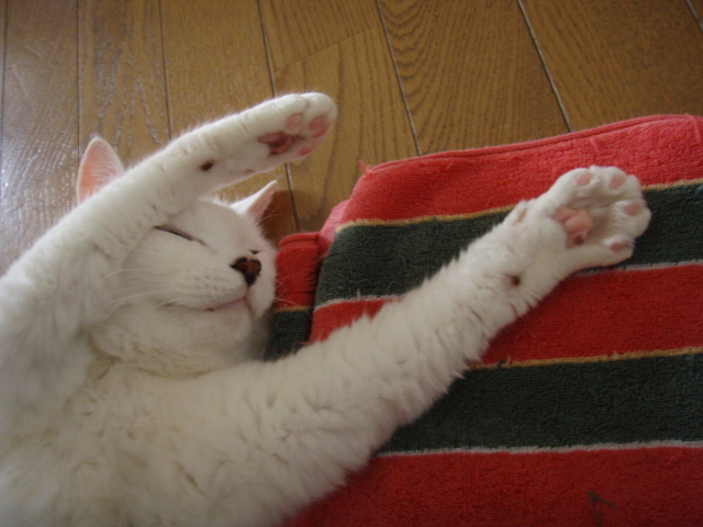 本日は定休日です_f0303067_13270394.jpg