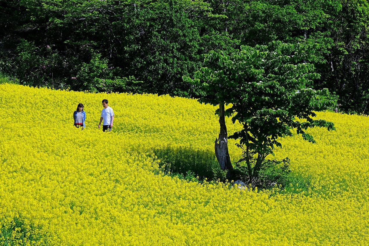 菜の花２（三ノ倉高原）_e0096372_16251198.jpg