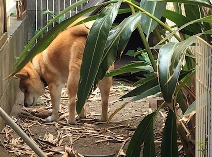 あれから アトリエkotori のほほん柴犬日和 あれから アトリエkotori のほほん柴犬日和