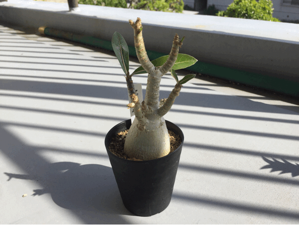 a0275477_08150316.gif