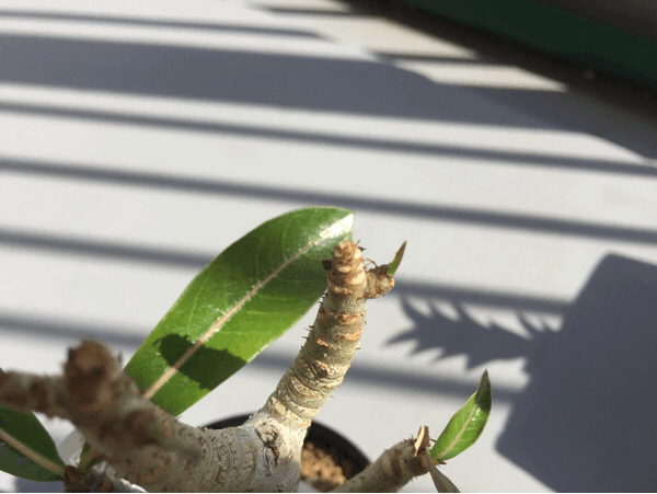 a0275477_08200475.gif