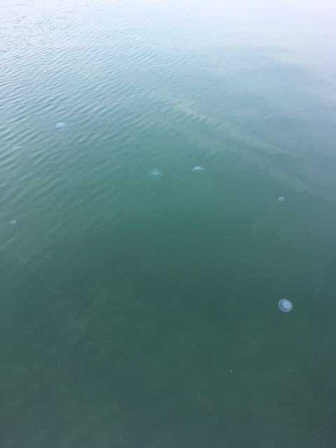 クラゲのシーズンです。_a0305077_18081308.jpeg