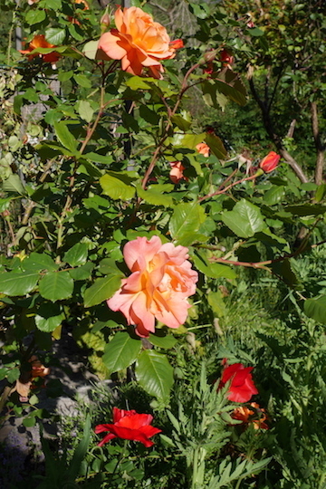 a0278382_04071379.jpg