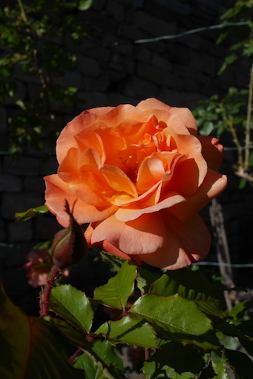 a0278382_04072169.jpg