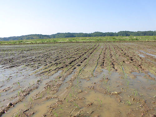 田植え体験（目黒角田絆交流）_d0247484_11521288.jpg