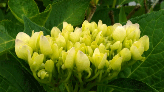 a0030594_20113657.gif