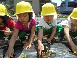 サツマイモの苗植え_c0212598_16052038.jpg