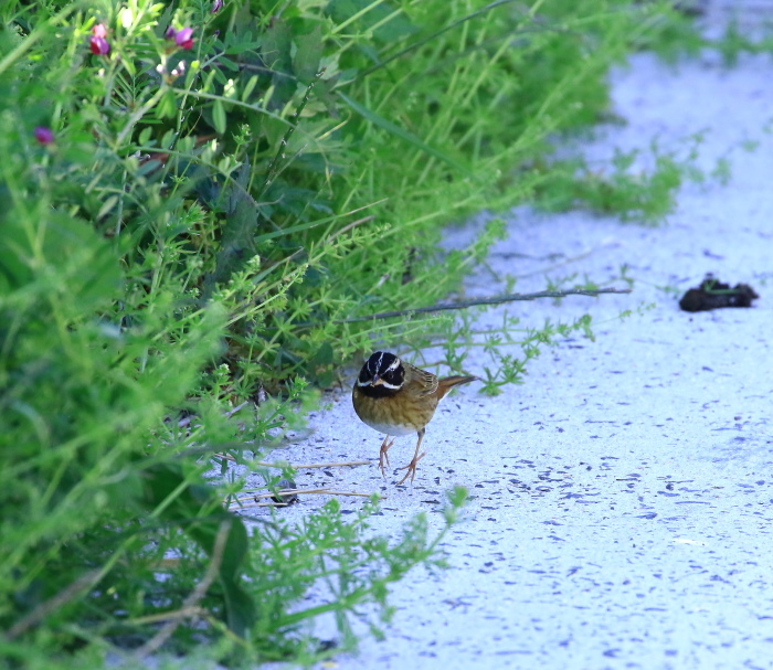 シロハラホオジロ♂：草影に潜む小鳥２０１９舳倉島⑪_c0319902_06460944.jpg