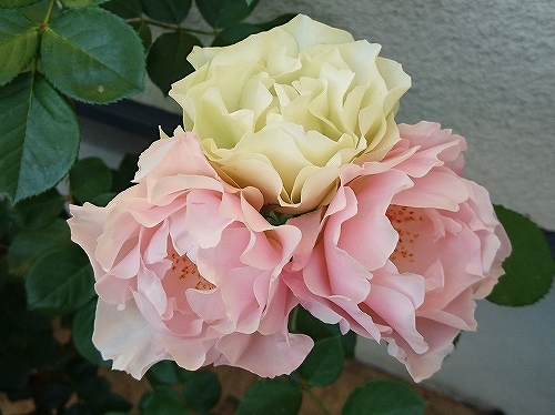 e0289203_22092868.jpg