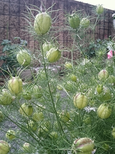 e0289203_22120732.jpg
