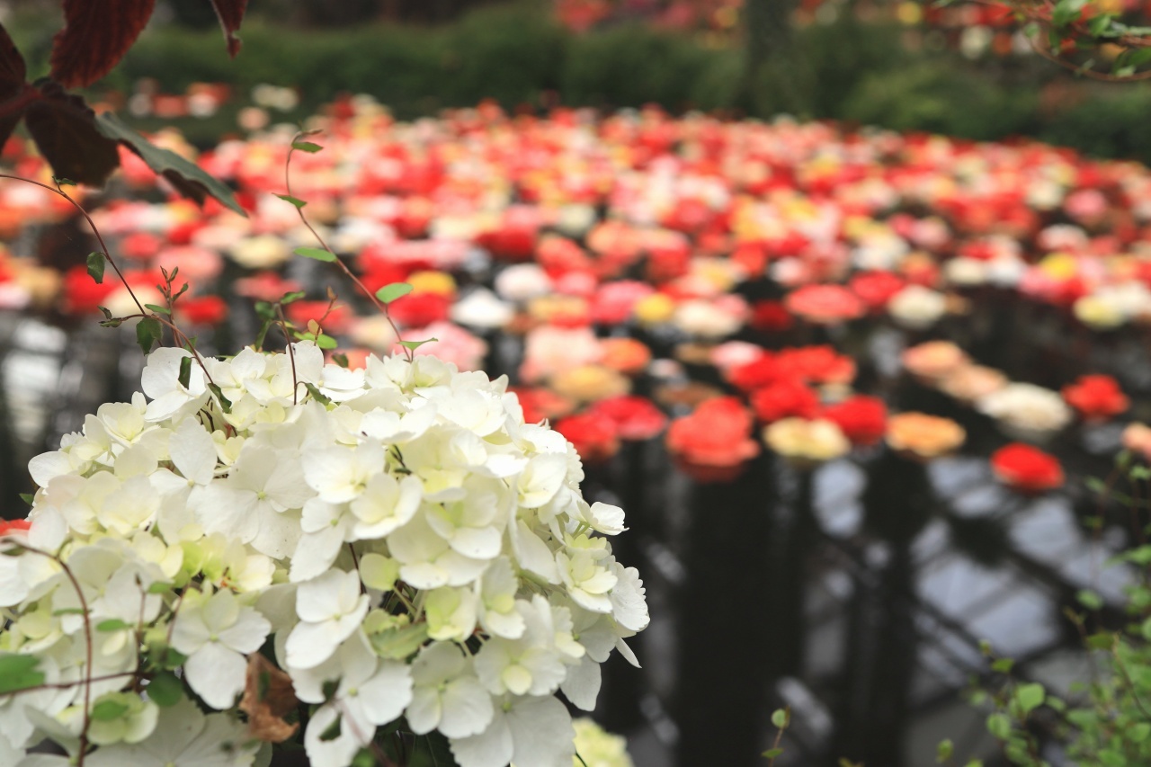 6月といえば紫陽花ですね 富士山大好き 写真は最高