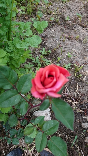 b0035611_18482814.jpg