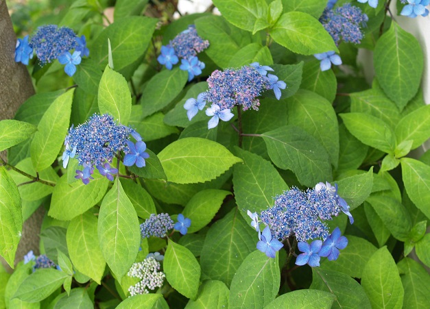 c0202113_1413344.jpg
