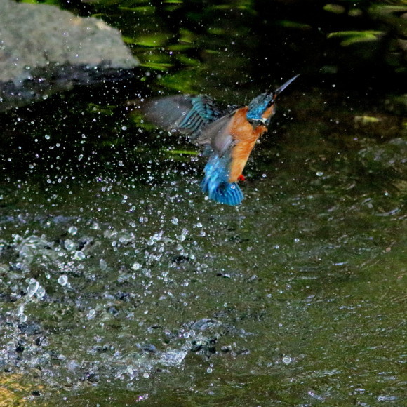d0346713_20170683.jpg