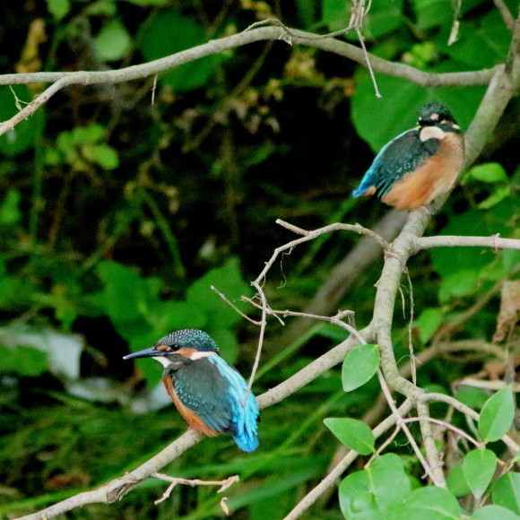 d0346713_20180620.jpg
