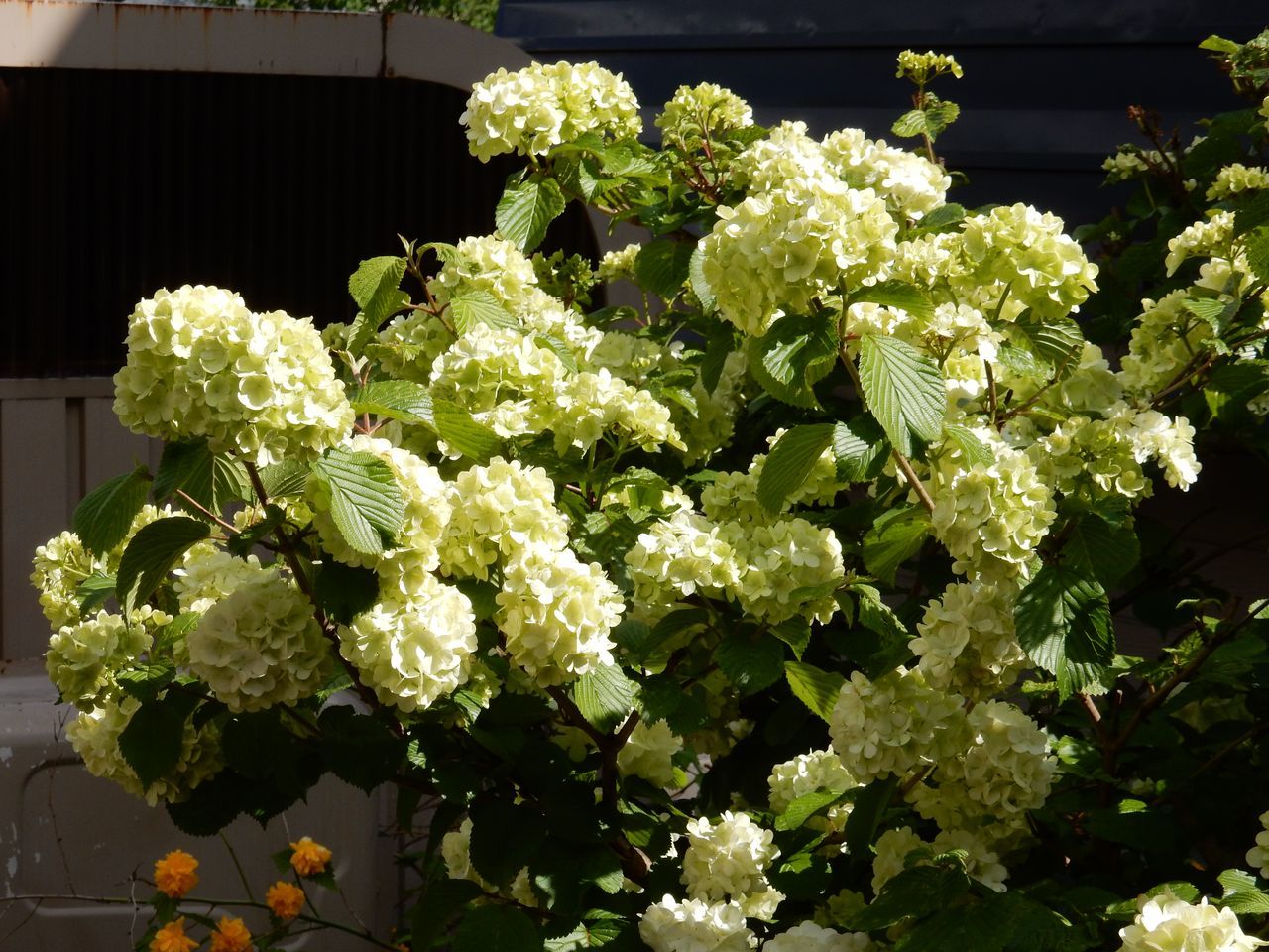 白い花は夏_c0025115_23005911.jpg