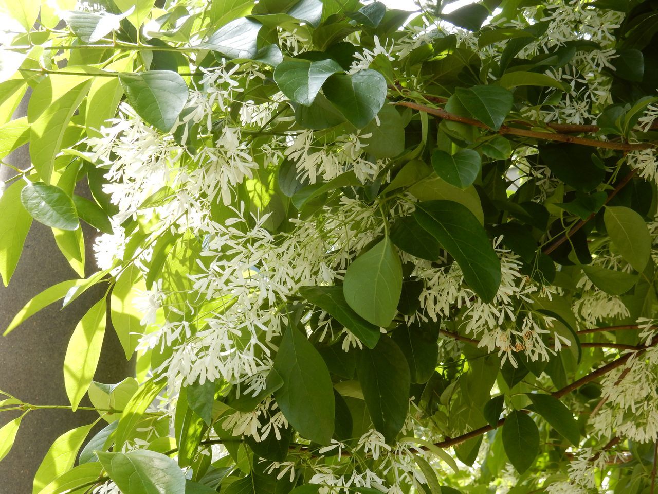 白い花は夏_c0025115_23010903.jpg
