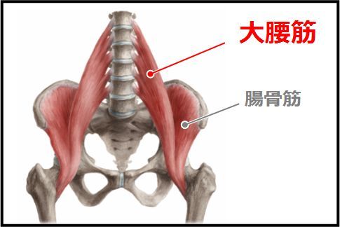 腰痛と大腰筋 セルフマッサージ Sunroof ボディケア ライフワーク 腰痛と大腰筋 セルフマッサージ Sunroof ボディケア ライフワーク