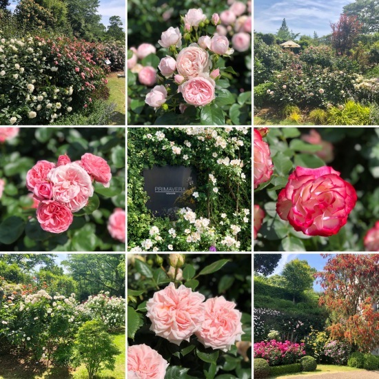 クレマチスと薔薇に感動!@クレマチスの丘_f0197215_13431451.jpg