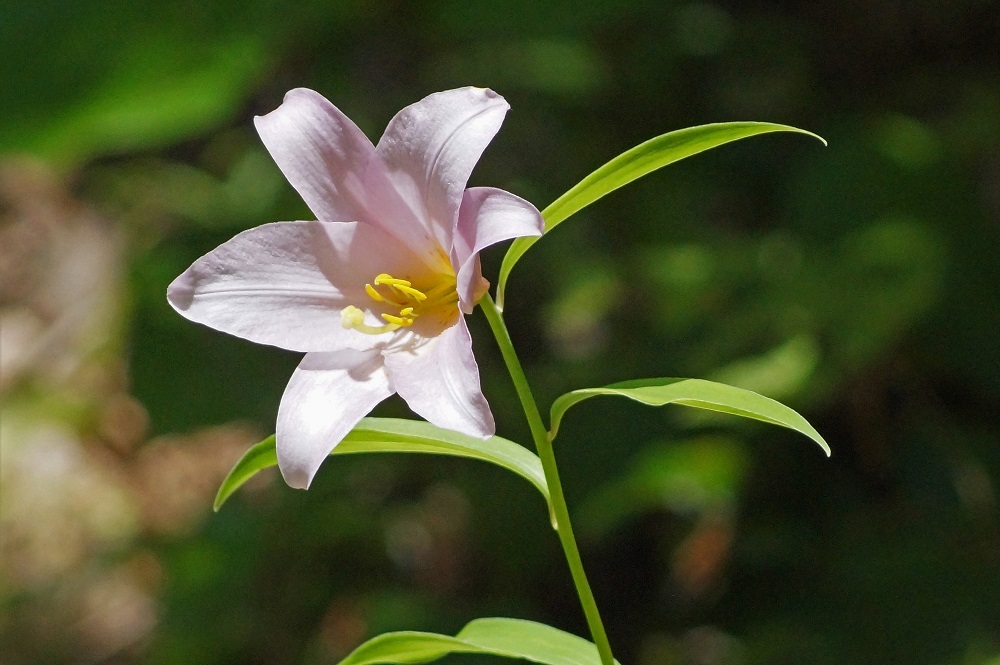 ヒメサユリ オトメユリ 我が家の花たち